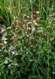 Epilobium hornemannii