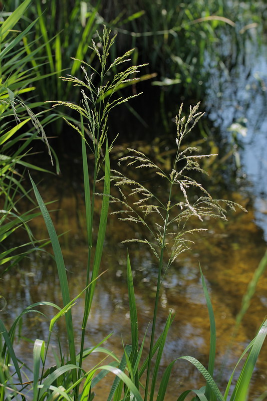 Image of Glyceria maxima specimen.