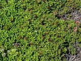 Loiseleuria procumbens