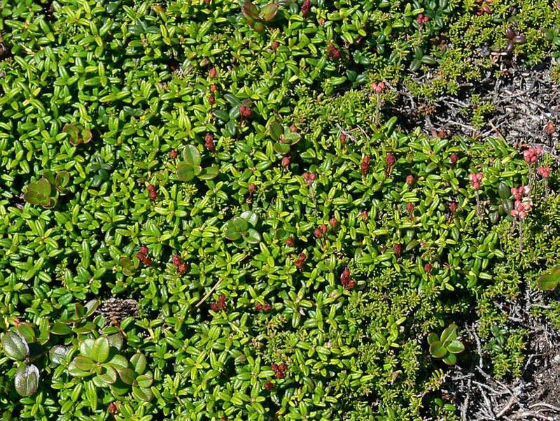 Изображение особи Loiseleuria procumbens.