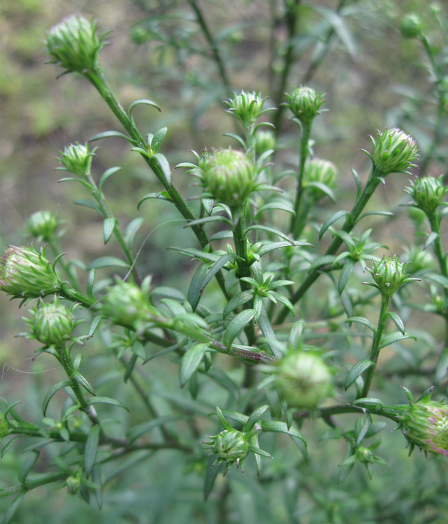 Image of Symphyotrichum &times; versicolor specimen.