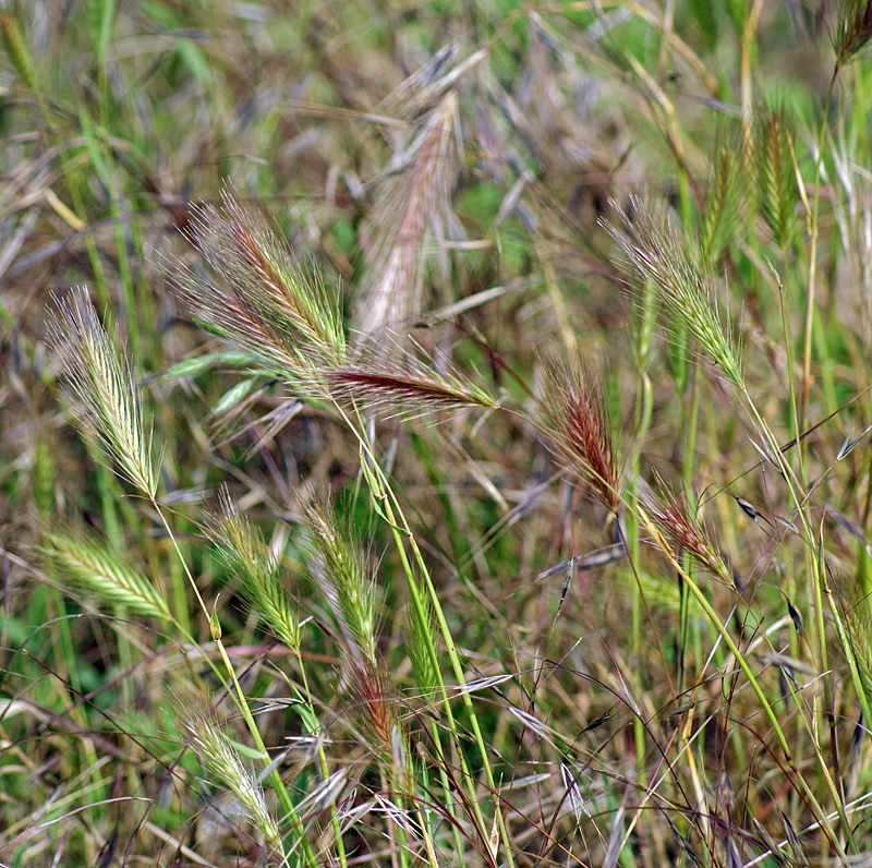 Изображение особи Hordeum glaucum.