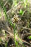 Carex chordorrhiza