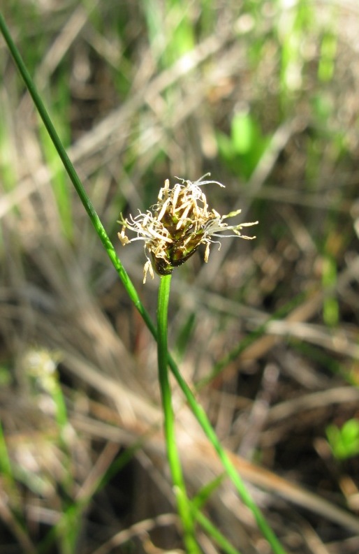 Изображение особи Carex chordorrhiza.