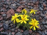 Senecio sosnovskyi