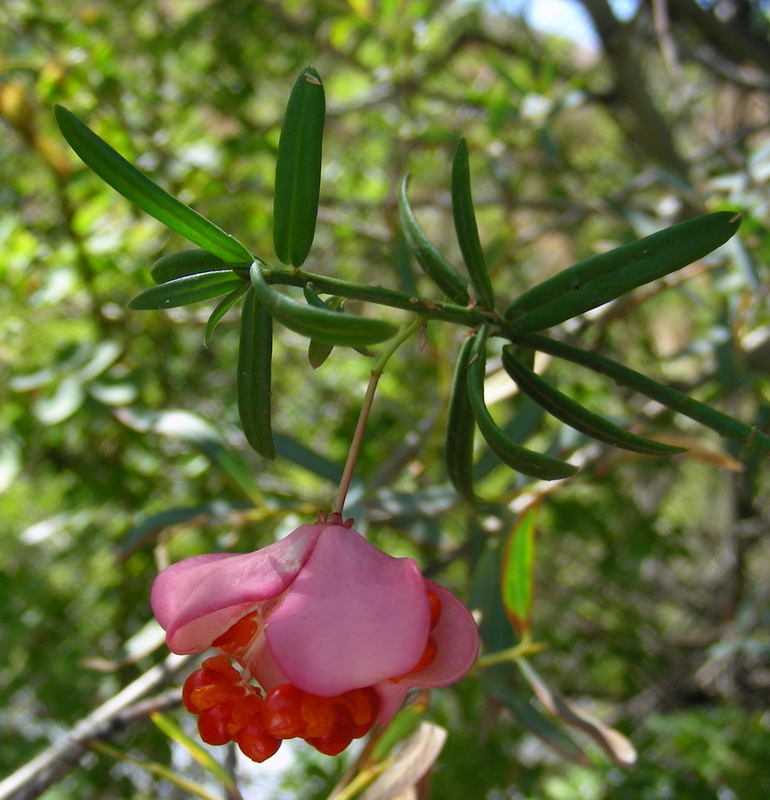 Изображение особи Euonymus koopmannii.