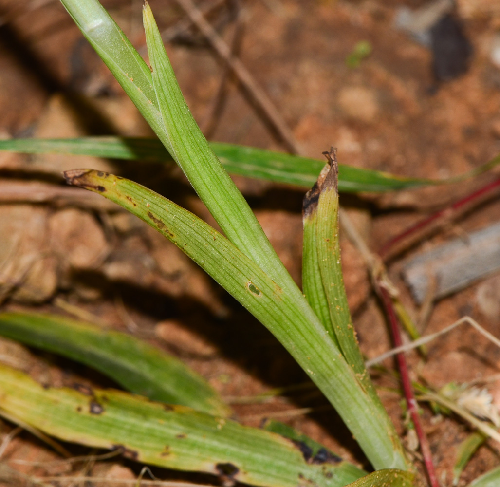 Изображение особи Anacamptis sancta.