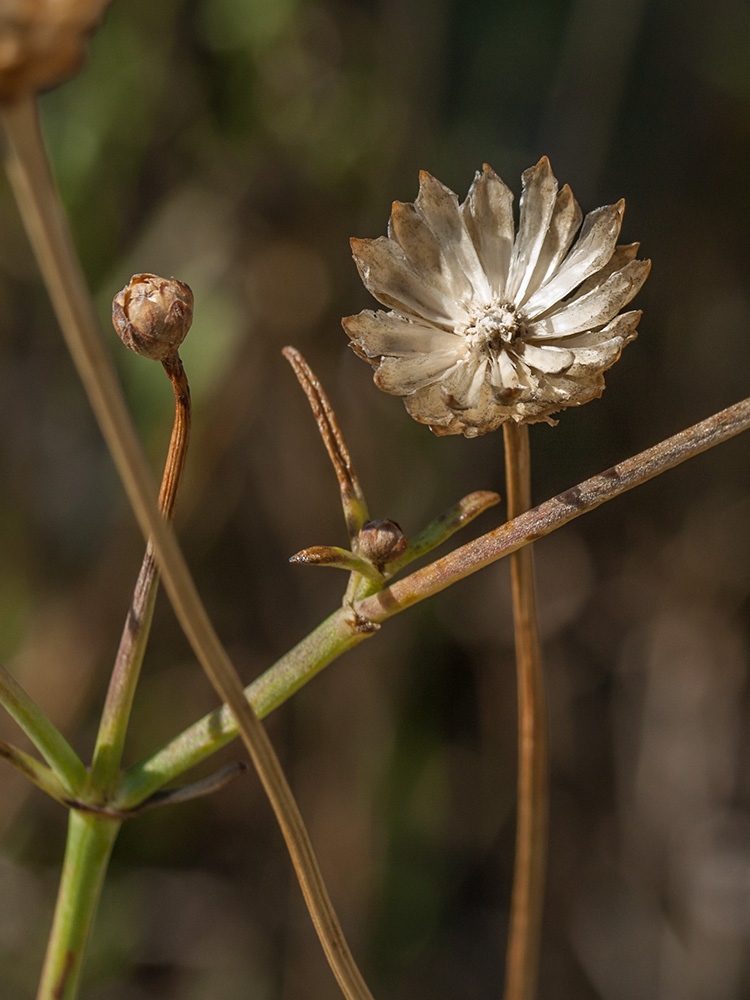 Изображение особи Cephalaria leucantha.