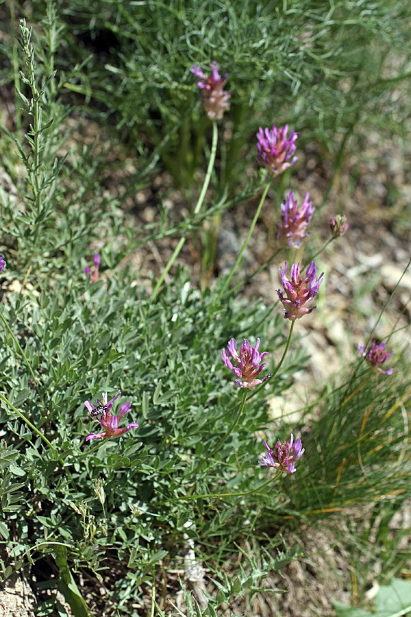 Image of Astragalus schrenkianus specimen.