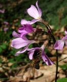 Cardamine quinquefolia. Соцветие с фуражирующей пчелой. Краснодарский край, Сочи, окр. Адлера, широколиственный лес. 19.02.2015.