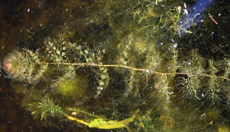 Изображение особи Utricularia vulgaris.