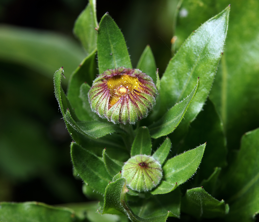 Изображение особи Calendula officinalis.