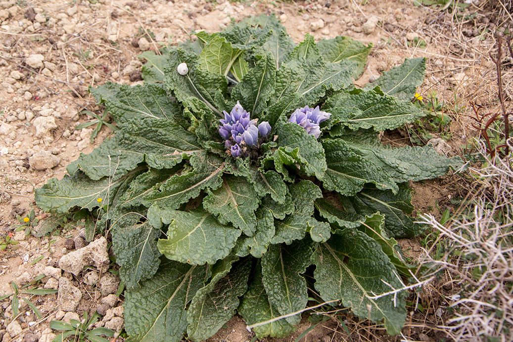 Image of Mandragora autumnalis specimen.