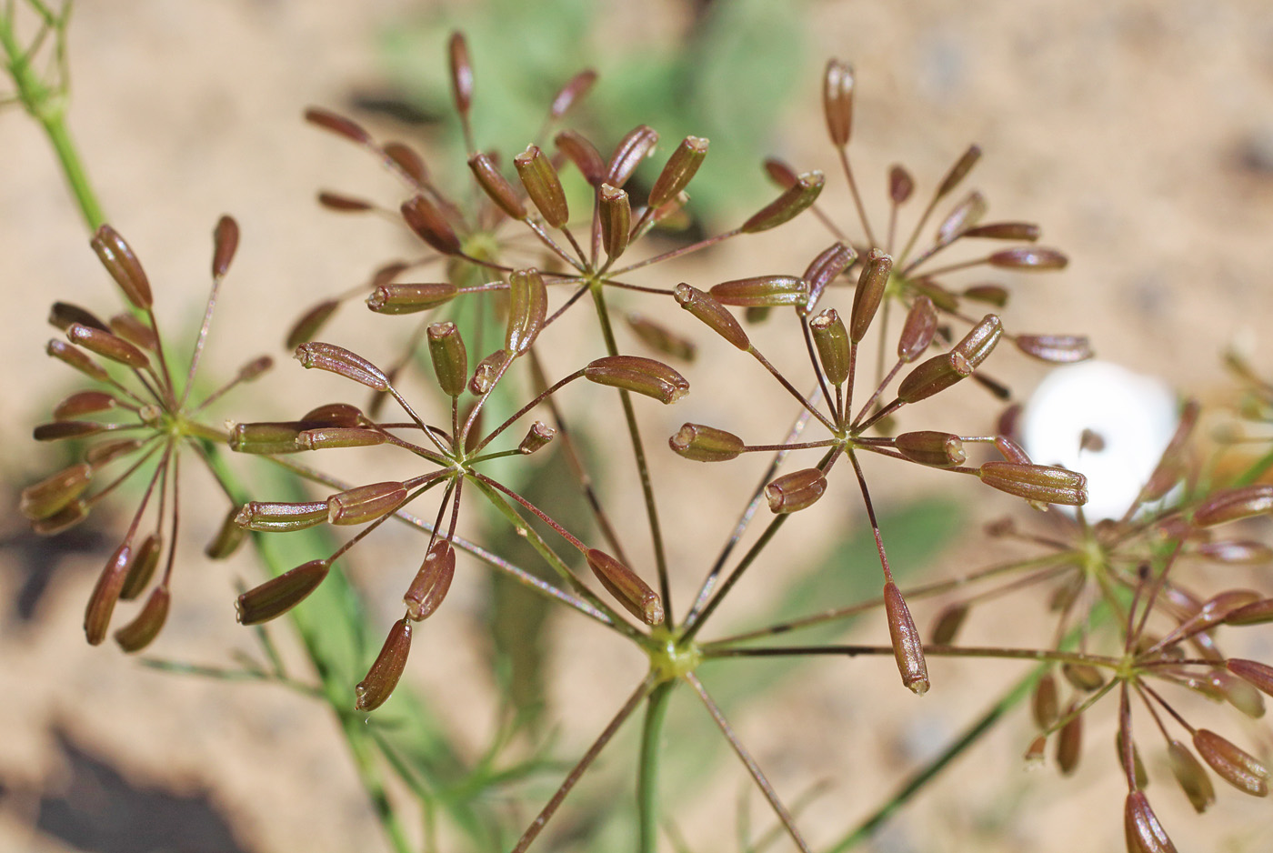 Image of Bunium intermedium specimen.