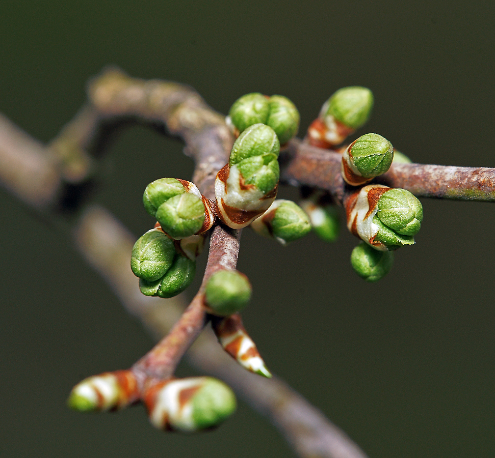 Image of Prunus spinosa specimen.