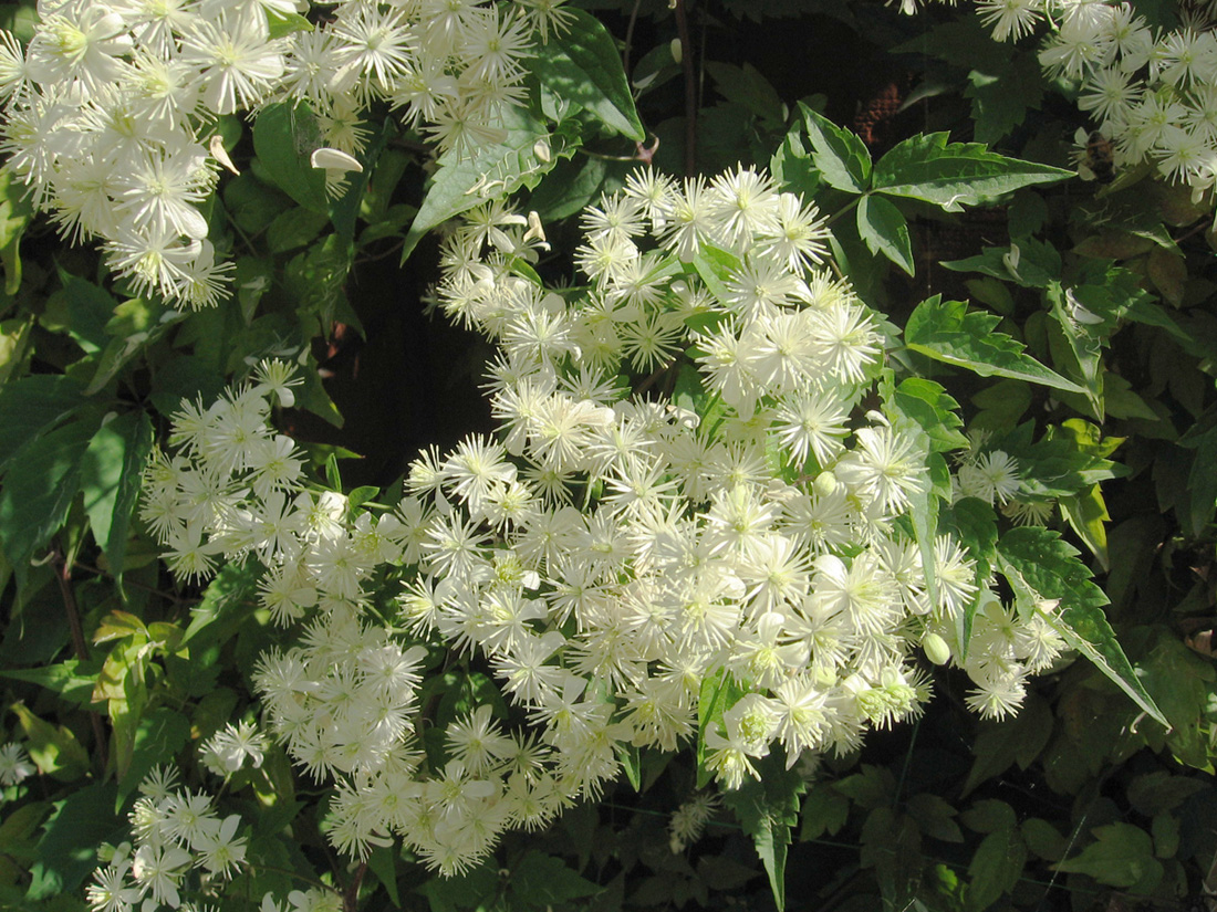 Image of Clematis vitalba specimen.