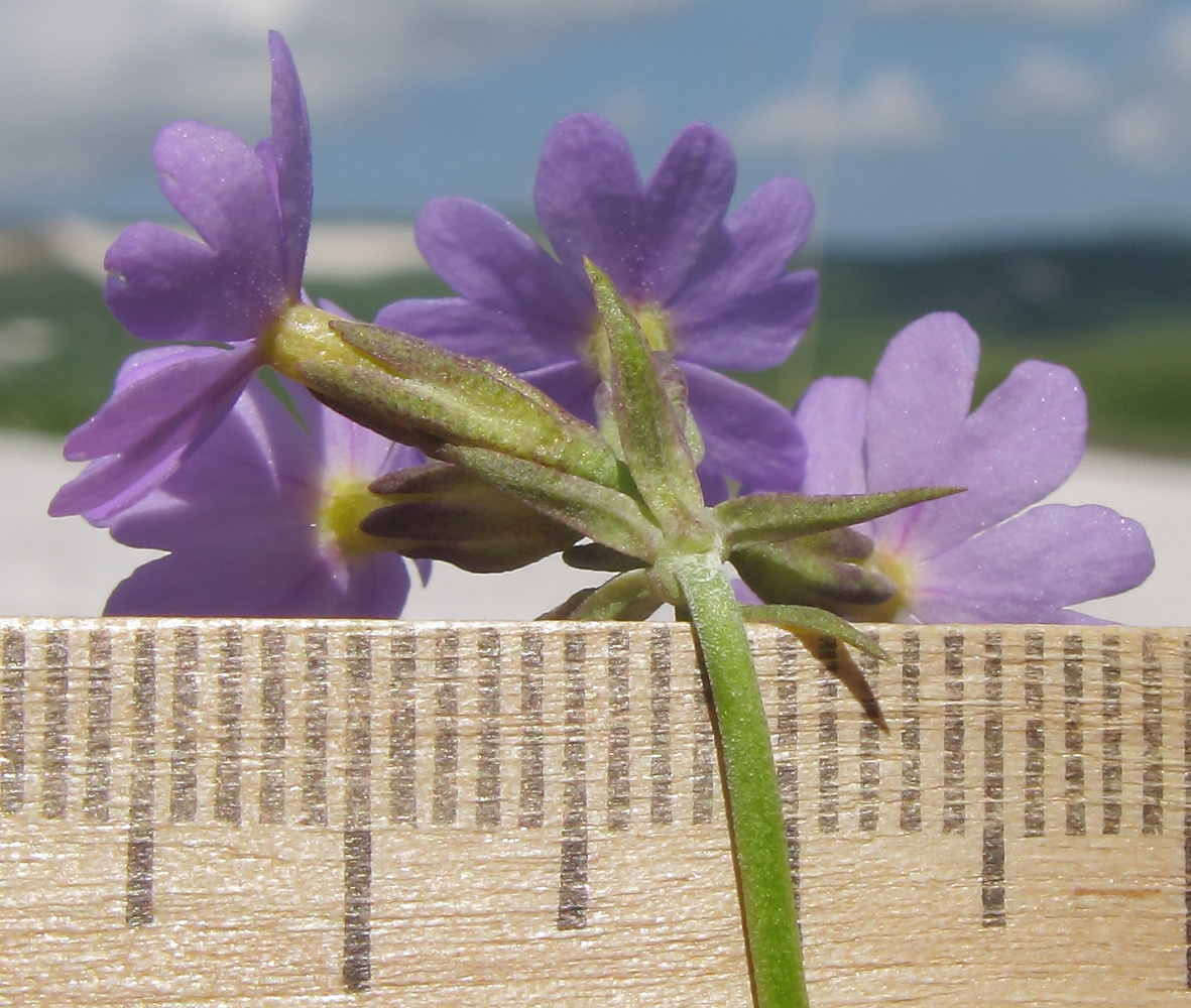 Изображение особи Primula algida.