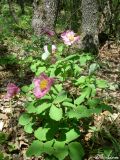 Paeonia daurica