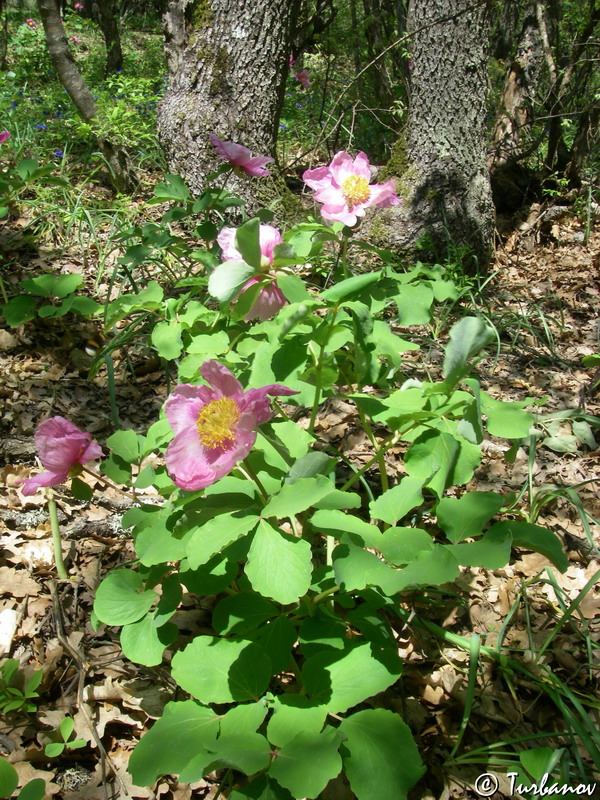 Изображение особи Paeonia daurica.