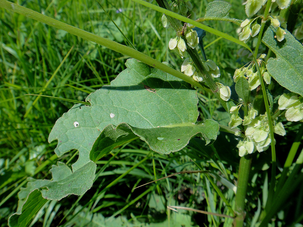 Изображение особи Rumex aquaticus.