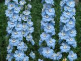 Delphinium × phoeniceum. Части соцветий. Иркутск, территория городского двора. 16.07.2014.