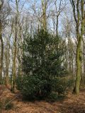 Ilex aquifolium. Вегетирующее растение в дубраве с примесью берёзы. Нидерланды, провинция Drenthe, окр. г. Roden, лес Elzenbroek. 2 апреля 2010 г.