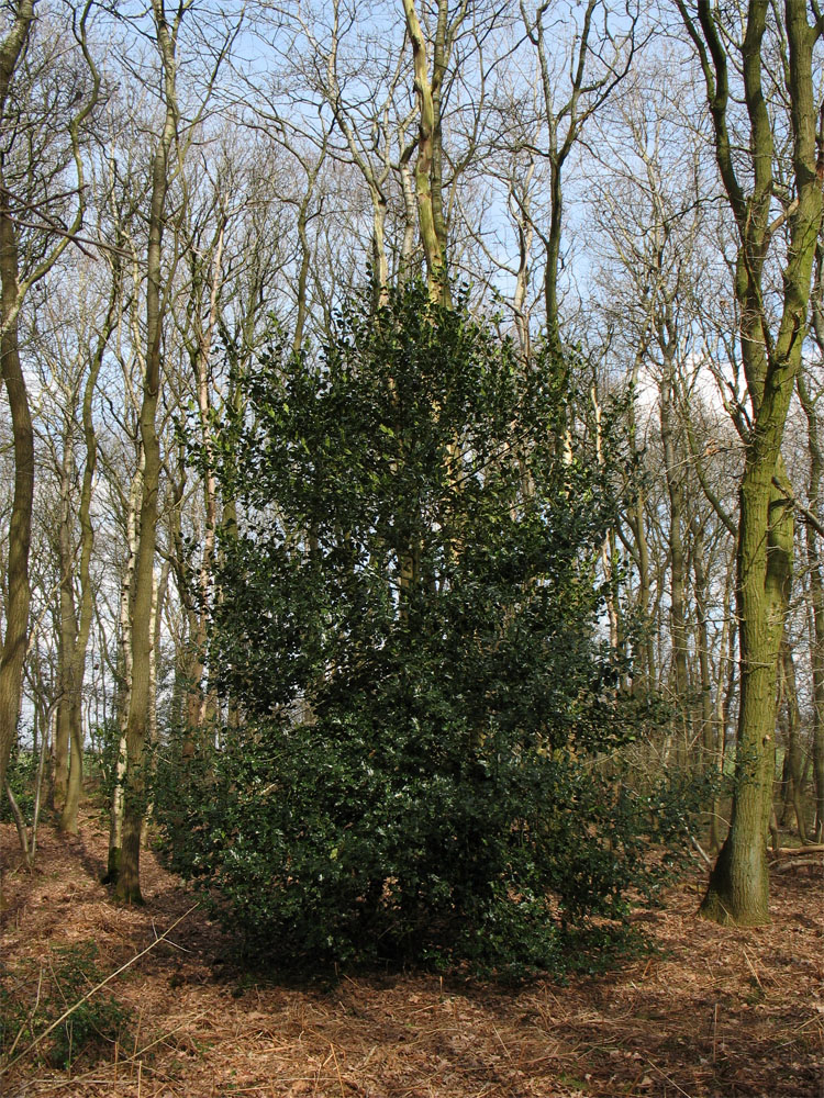 Image of Ilex aquifolium specimen.