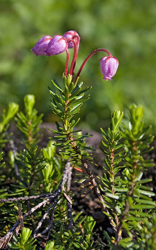 Изображение особи Phyllodoce caerulea.
