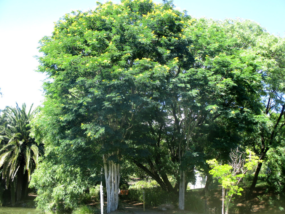 Image of Caesalpinia ferrea specimen.