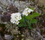 Spiraea trilobata. Цветущее растение. Алтайский край, окр. пос. Тигирек, заповедник \"Тигирекский\", низовья долины р. Малый Тигирек, пологий кустарниковый склон со скальными выходами. 24.05.2015.