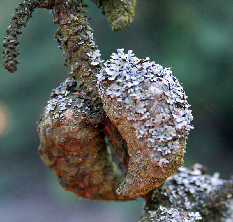 Image of Pinus banksiana specimen.