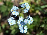 Myosotis imitata. Соцветия. Кыргызстан, Нарынская обл., левый берег р. Нарын, долина руч. Бурган-Суу. 11.06.2015.