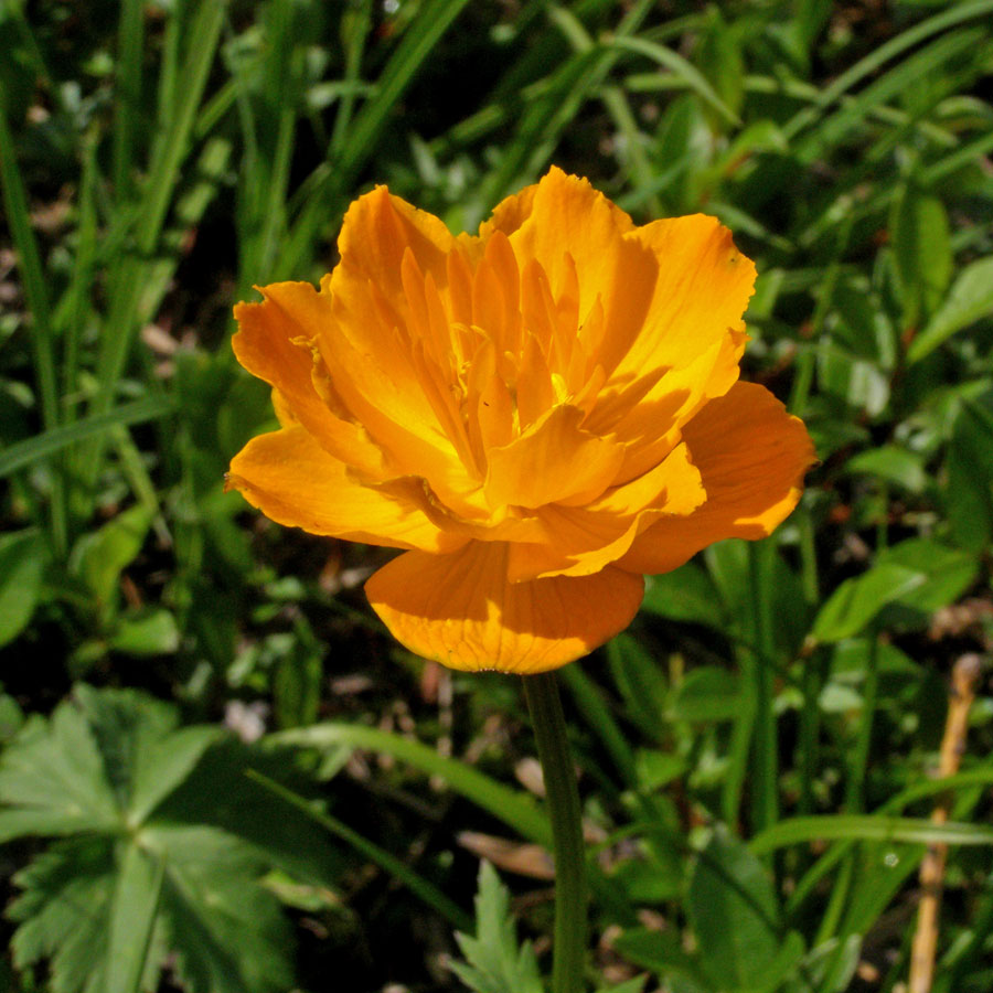 Изображение особи Trollius asiaticus.