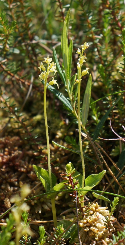 Изображение особи Listera cordata.