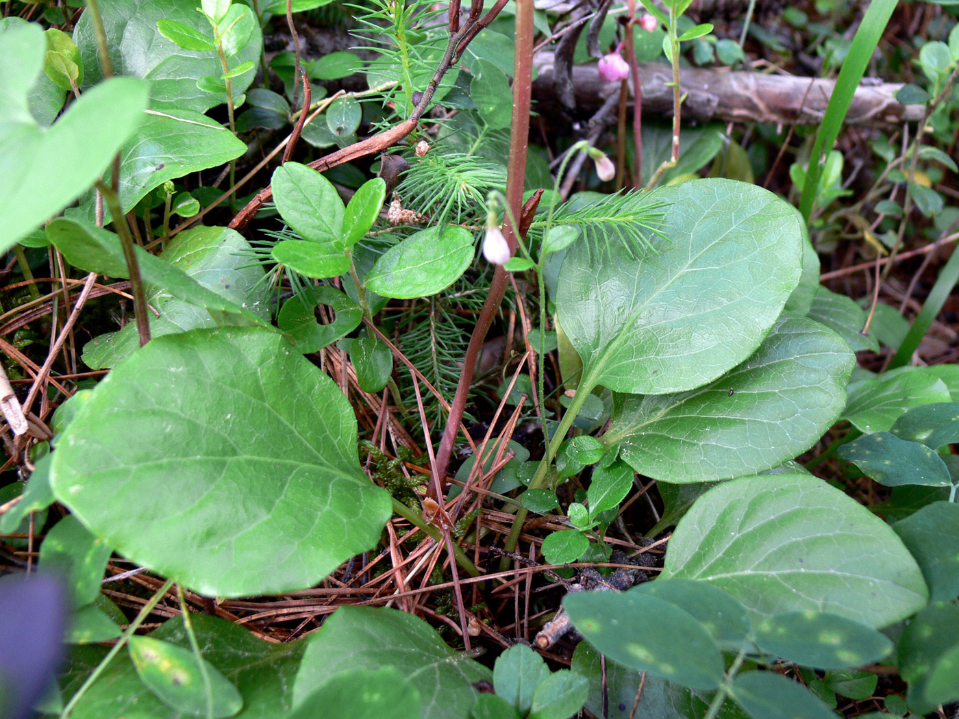 Изображение особи Pyrola incarnata.