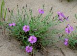 Dianthus repens. Цветущее растение на пойме. Якутия (Саха), Алданский р-н, берег р. Тимптон, 200 км от устья. 10.07.2011.