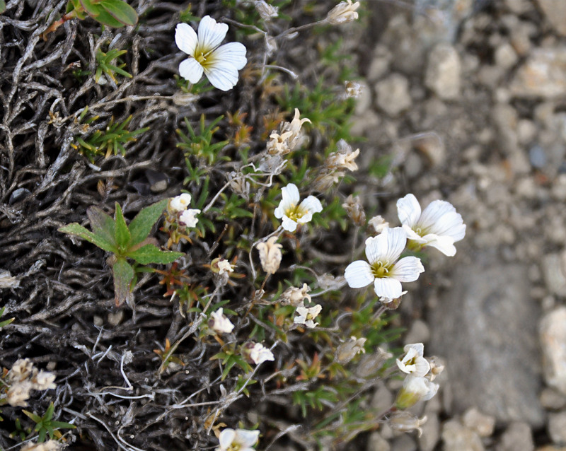 Image of Minuartia arctica specimen.