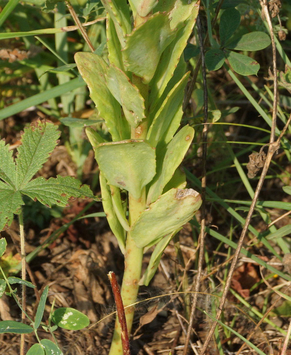 Изображение особи Hylotelephium triphyllum.