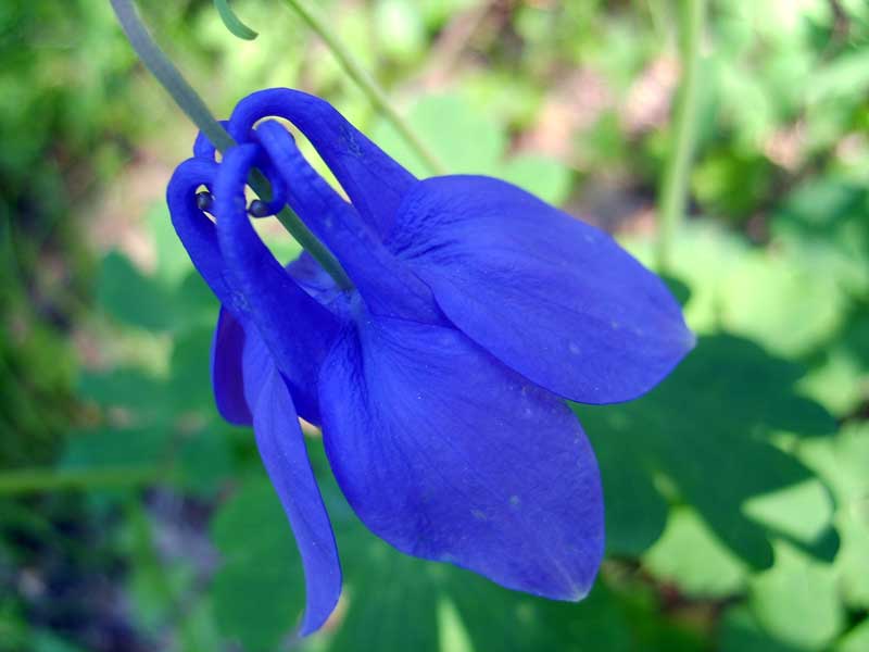 Image of Aquilegia sibirica specimen.