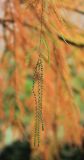 Taxodium huegelii
