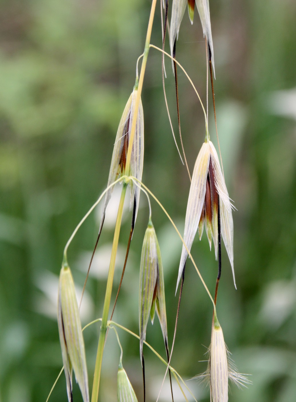 Image of Avena sterilis specimen.