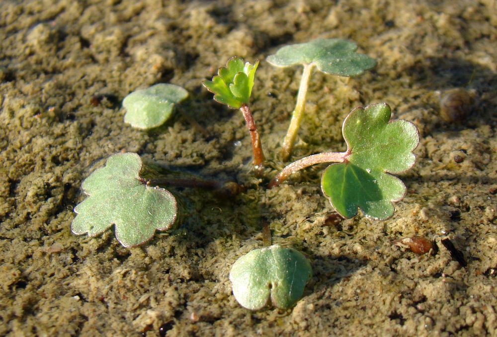 Image of Ranunculus sceleratus specimen.