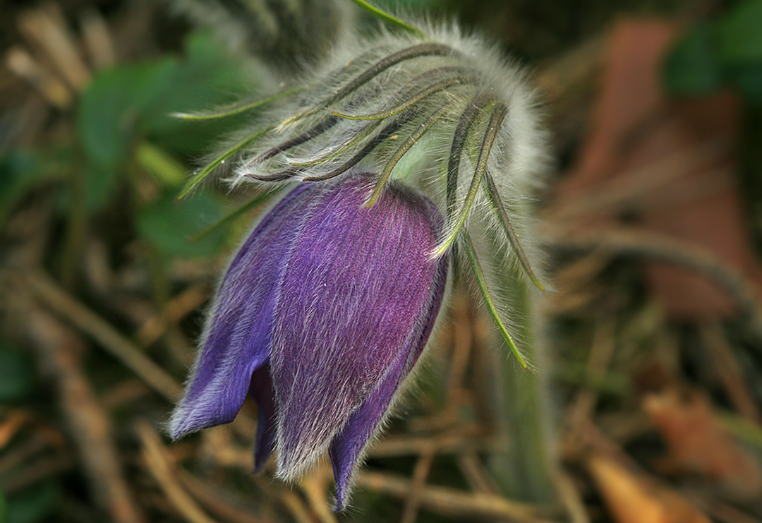 Image of Pulsatilla patens specimen.