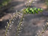 Lepidium densiflorum