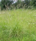 Festuca arundinacea