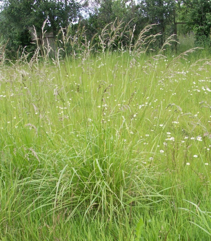 Image of Festuca arundinacea specimen.