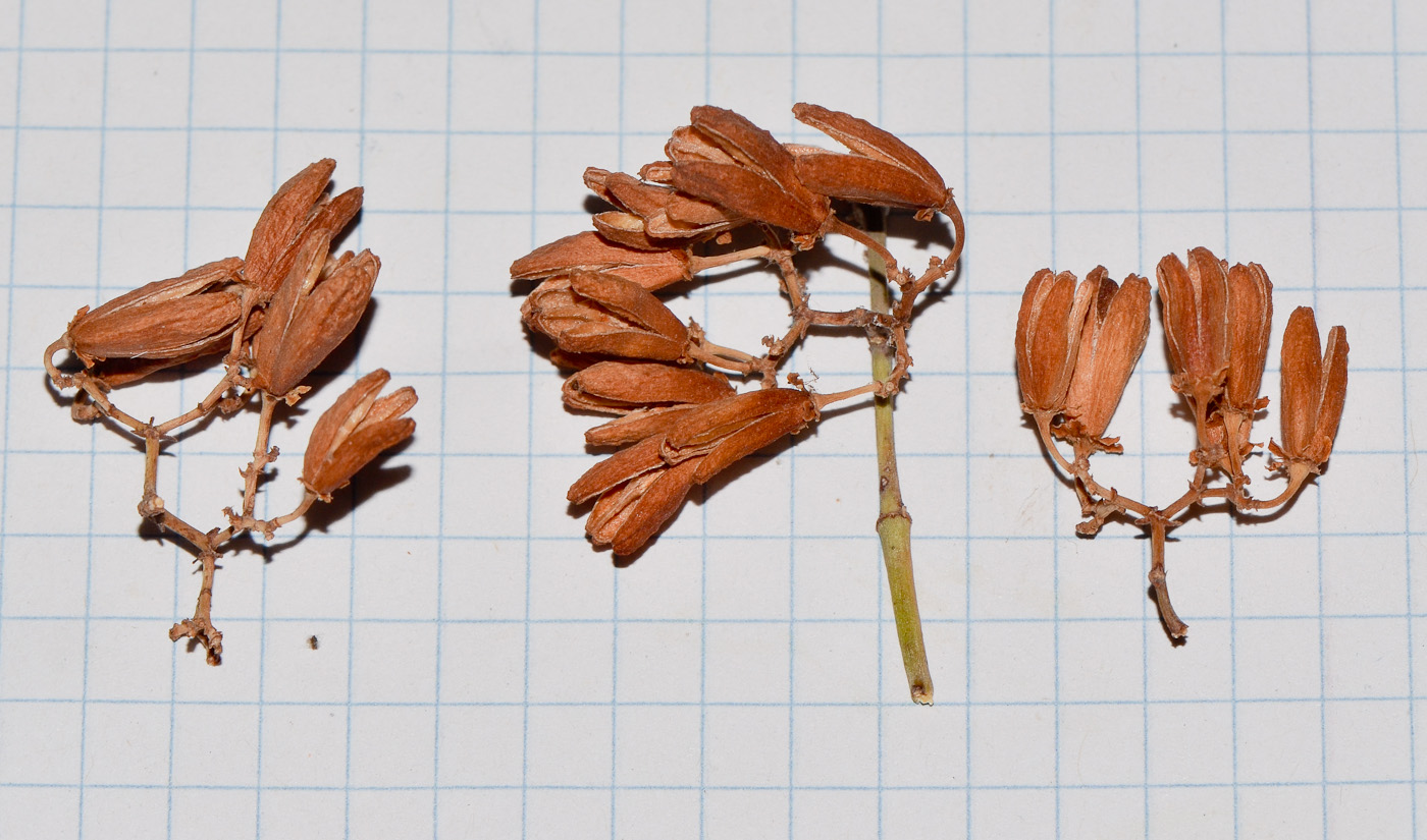 Image of Catha edulis specimen.