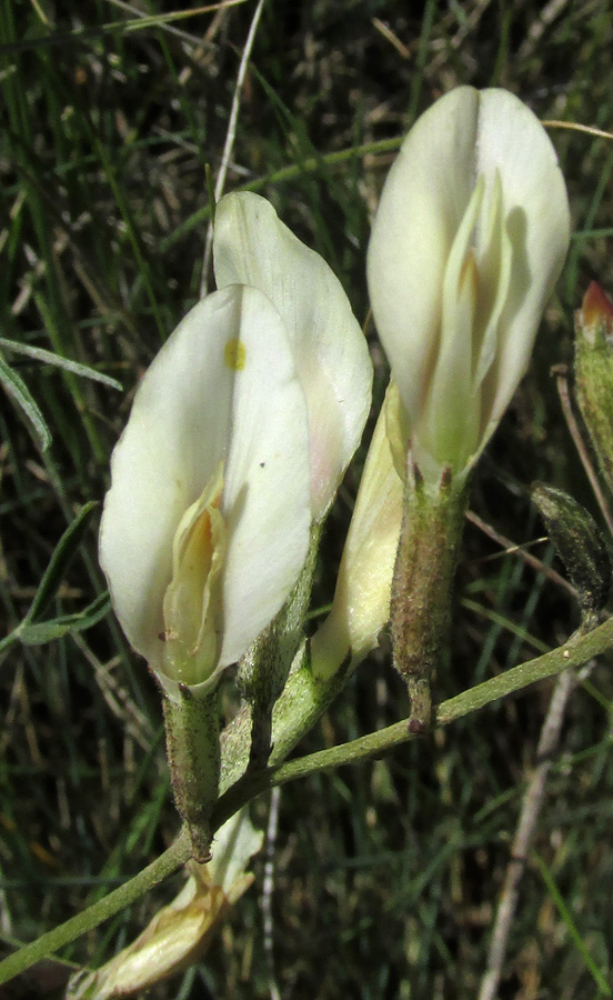 Изображение особи Astragalus ucrainicus.