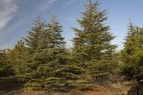 Cedrus libani. Молодые деревья вдоль трассы Алушта-Судак. Республика Крым, городской округ Алушта, недалеко от Солнечногорского. 14.11.2014.