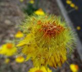 Xerochrysum bracteatum